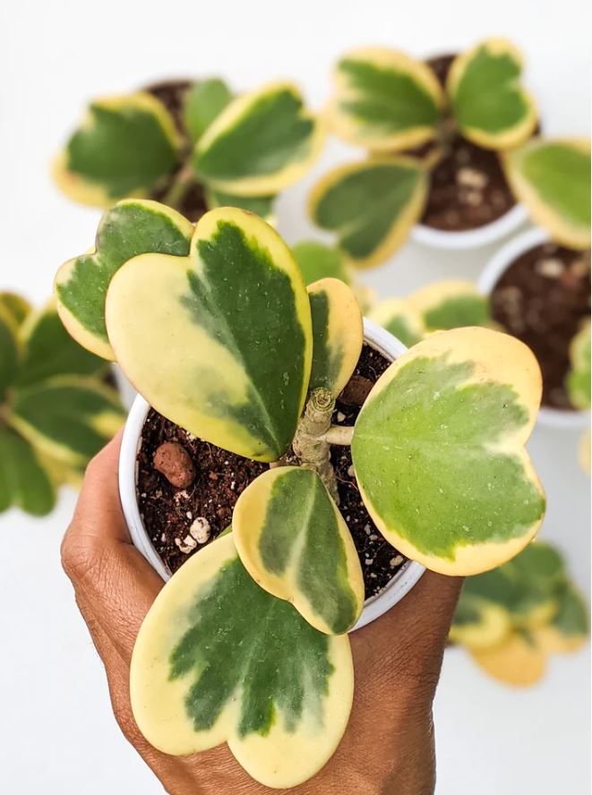 Hoya Kerrie Variegated